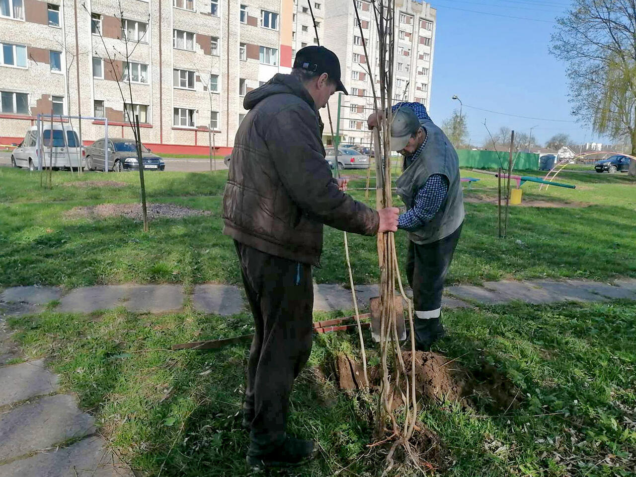 Посадка деревьев