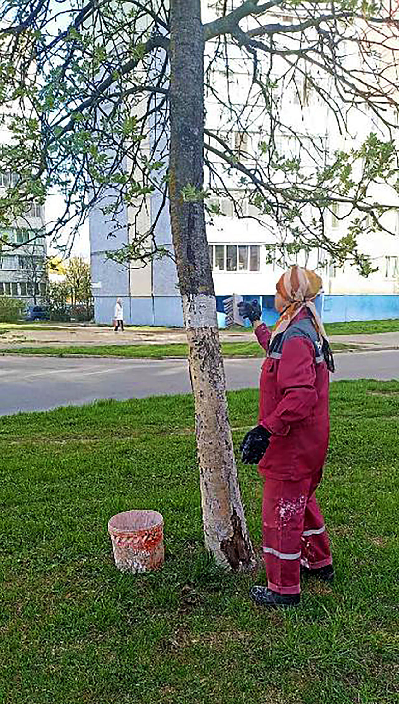 Побелка деревьев