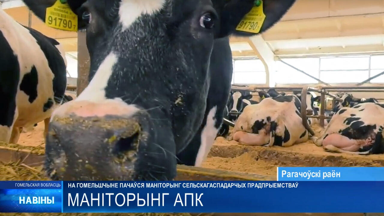 скриншот видео ТРК «Гомель»
